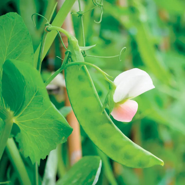 Park Seed Dwarf White Sugar Snow Pea Seeds