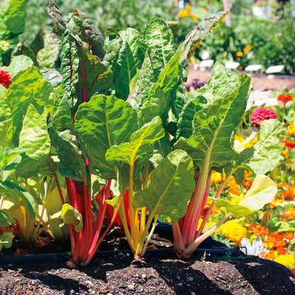 Park Seed Bright Lights Swiss Chard Seeds