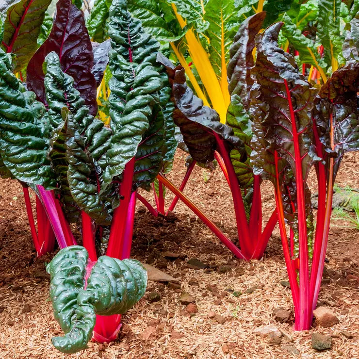 Park Seed Bright Lights Swiss Chard Seeds