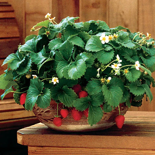 Park Seed Fresca Strawberry Seeds