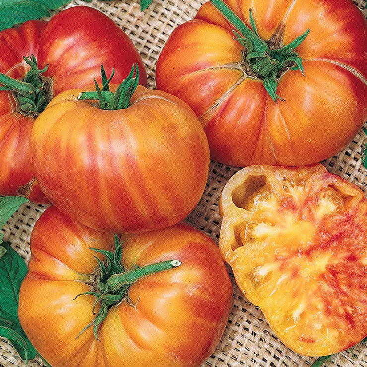 Park Seed Big Rainbow Tomato Seeds