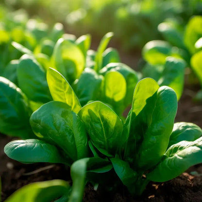 Park Seed Space Hybrid Spinach Seeds