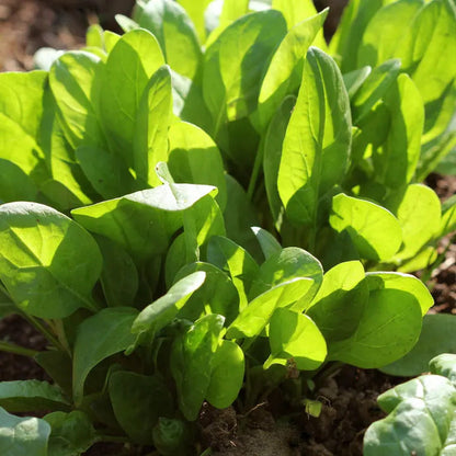 Park Seed Space Hybrid Spinach Seeds