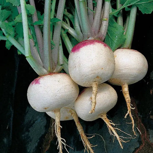 Park Seed Purple Top White Globe Turnip Seeds