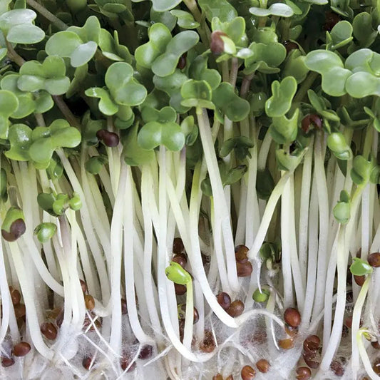 Park Seed Broccoli Sprouting Seeds