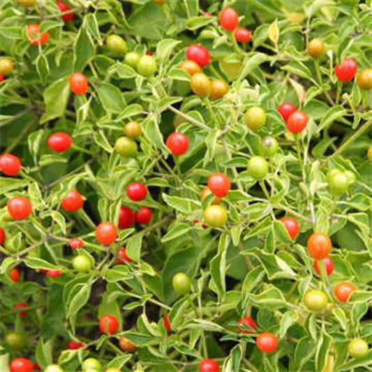 Park Seed Tepin Pepper Seeds