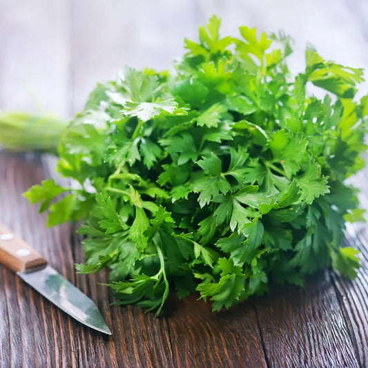 Park Seed Italian Plain Leaf Parsley Seeds