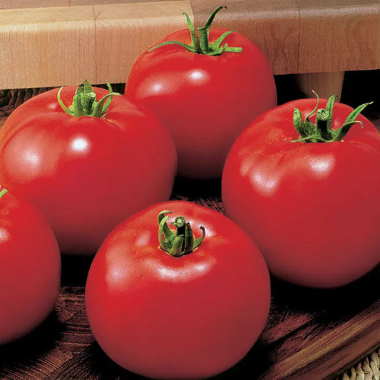 Park Seed MoneyMaker Organic Tomato Seeds