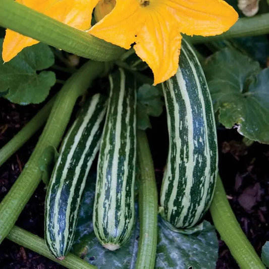 Park Seed Cocozelle Organic Squash Seeds