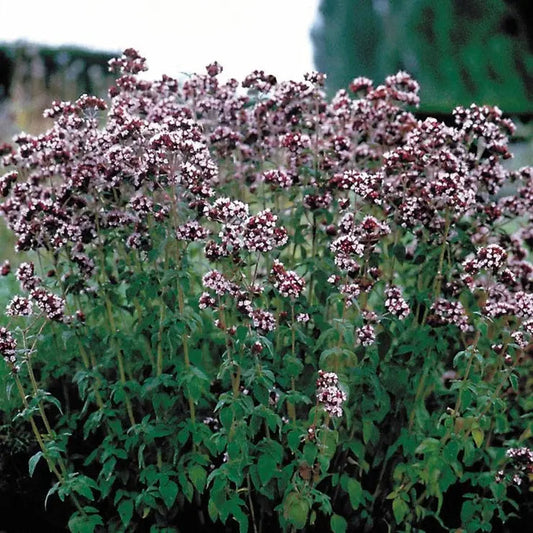 Park Seed Italian Organic Oregano Seeds