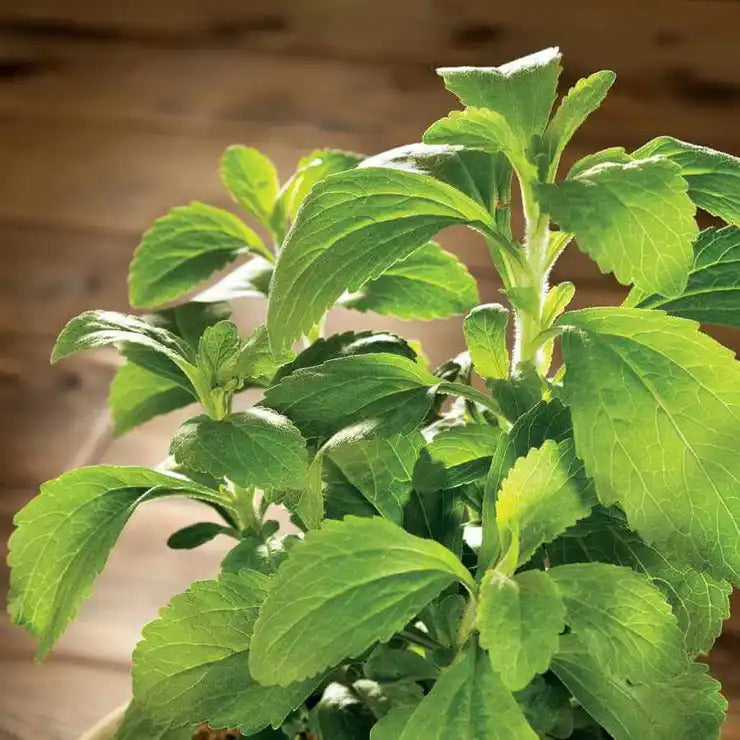 Park Seed Sugarleaf Organic Stevia Seeds