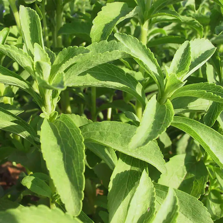 Park Seed Sugarleaf Organic Stevia Seeds