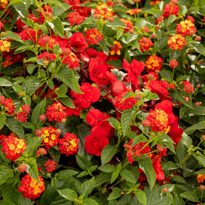 Proven Winners Direct Solenia Scarlet (Begonia) - New Proven Winners Variety 2024