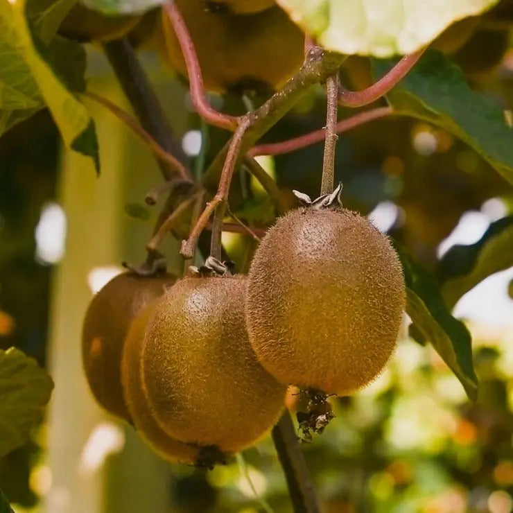 Park Seed Actinidia Saanichton Kiwi Kit