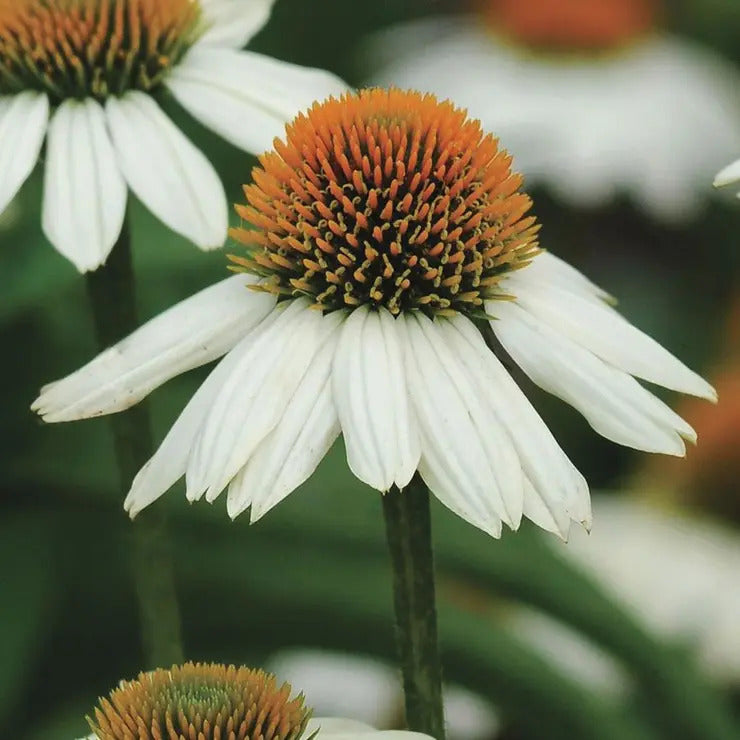 Park Seed Echinacea 'PowWow White'