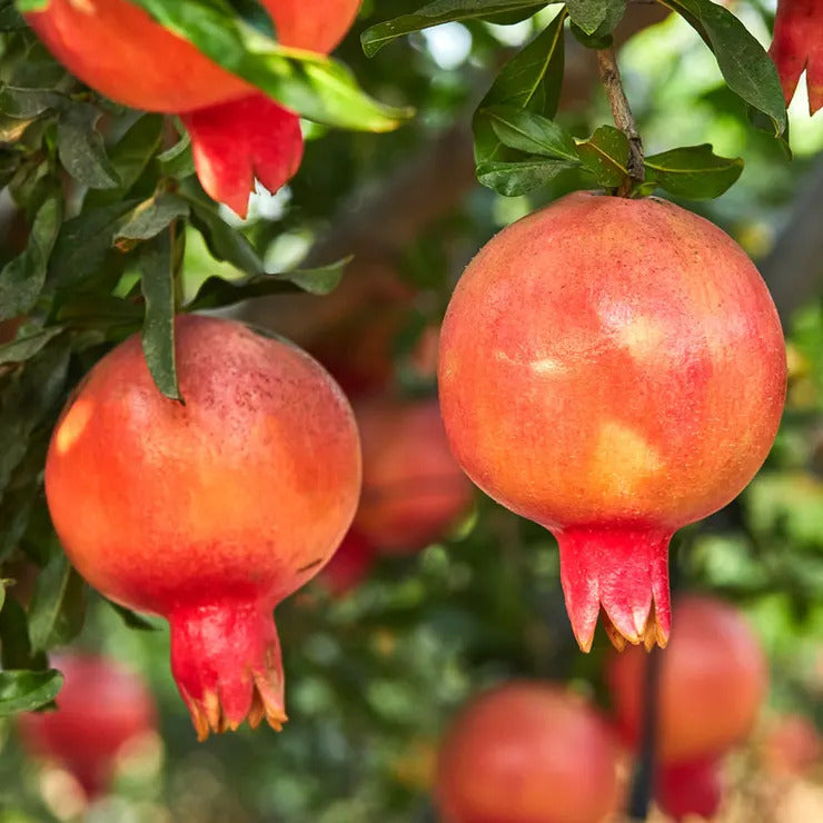 Park Seed Punica 'Eversweet' Pomegranate