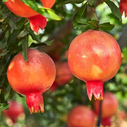 Park Seed Punica 'Eversweet' Pomegranate