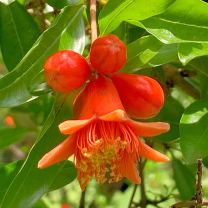 Park Seed Punica 'Eversweet' Pomegranate