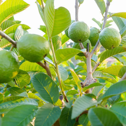 Park Seed Psidium 'Tropical Pink' Guava