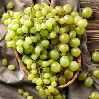 Park Seed Vitis Edelweiss White Grape