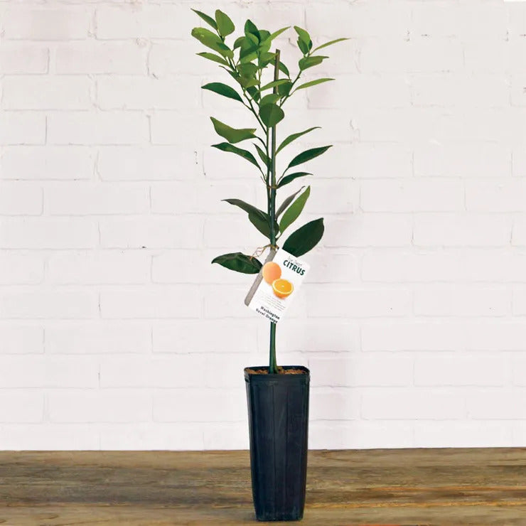 Park Seed Citrus 'Washington' Navel Orange Tree