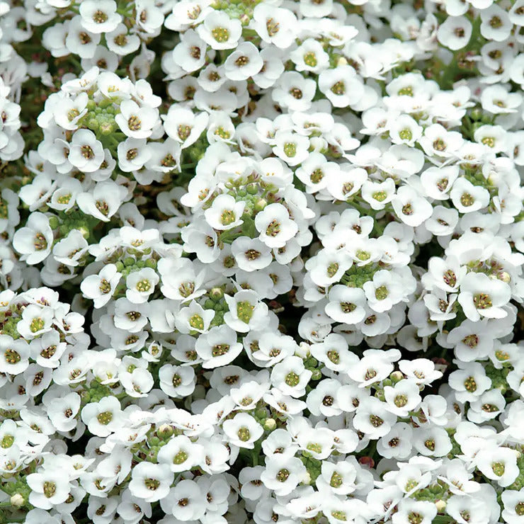 Park Seed Clear Crystal White Sweet Alyssum Seeds