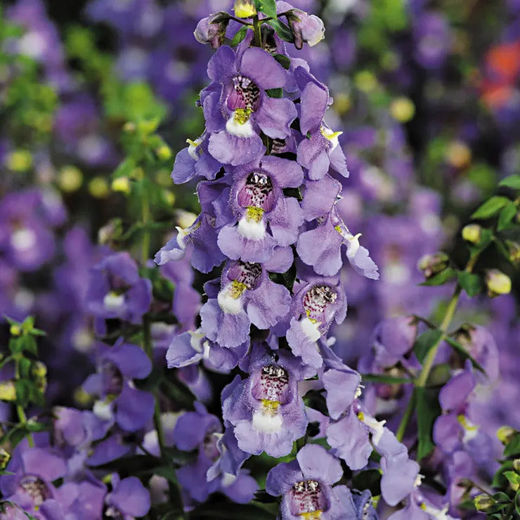 Park Seed Serena Blue Angelonia Seeds