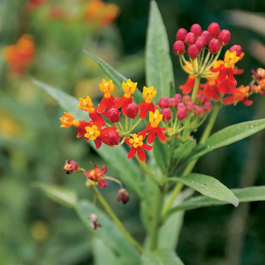 Park Seed Tropical Butterfly Weed Seeds