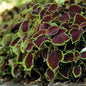 Park Seed Chocolate Mint Coleus Seeds