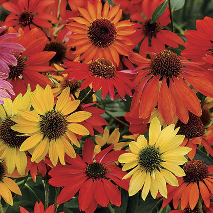 Park Seed Cheyenne Spirit Coneflower Seeds