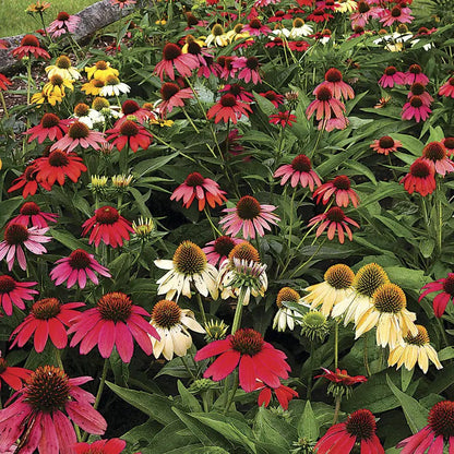 Park Seed Cheyenne Spirit Coneflower Seeds