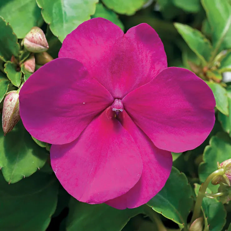 Park Seed Accent Premium Violet Hybrid Impatiens Seeds