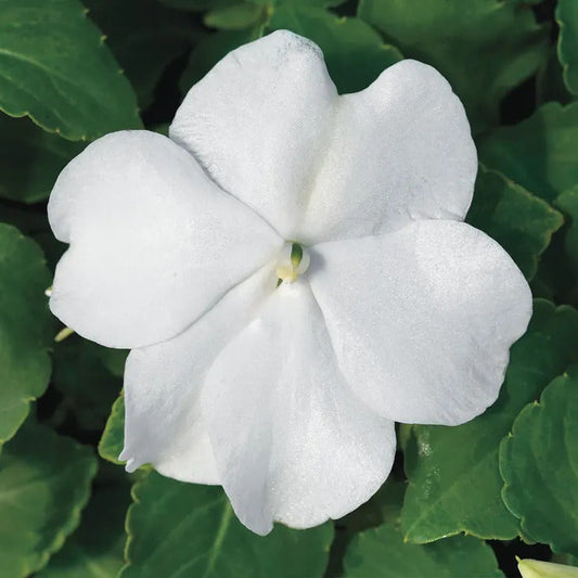 Park Seed Accent Premium White Hybrid Impatiens Seeds