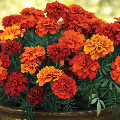 Park Seed Fireball Marigold Seeds