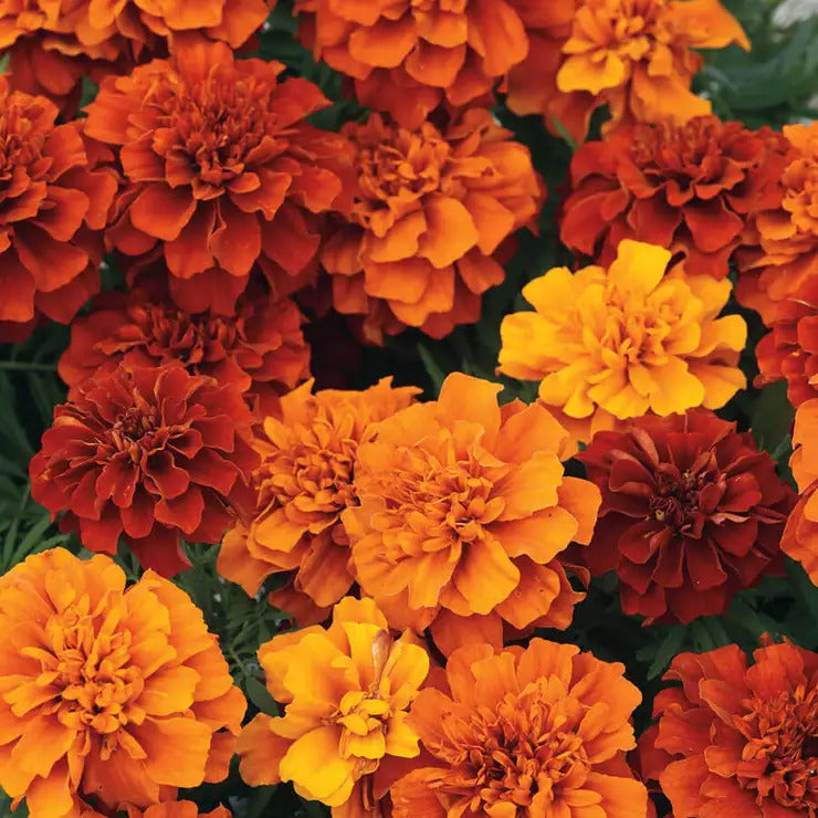 Park Seed Fireball Marigold Seeds