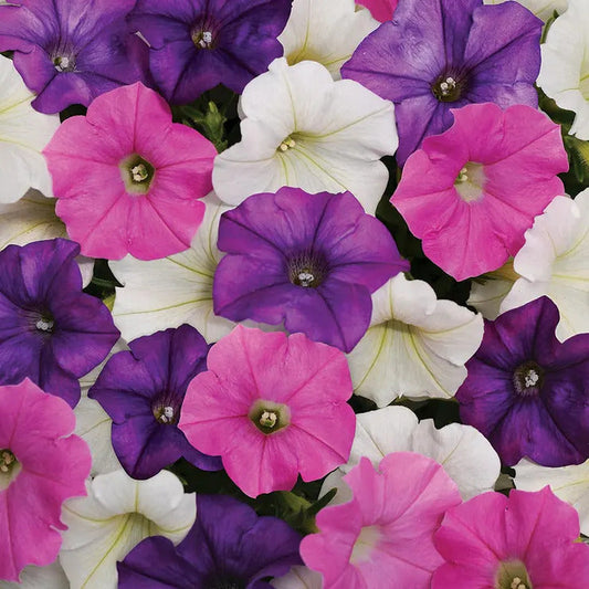 Park Seed Shock Wave Spark Mix Petunia Seeds