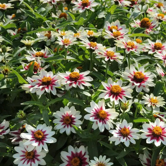 Park Seed Zahara Starlight Rose Zinnia Seeds