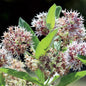 Park Seed Showy Milkweed Seeds