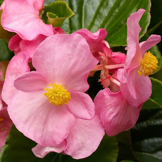 Park Seed Tophat Pink Green Leaf Begonia Seeds