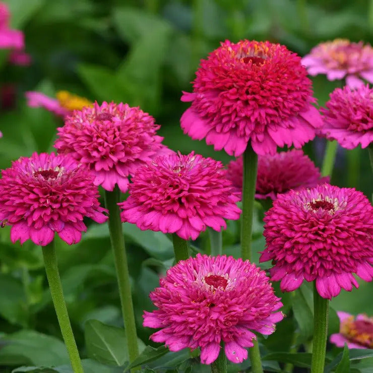 Park Seed 'Zinderella Purple' Zinnia Seeds