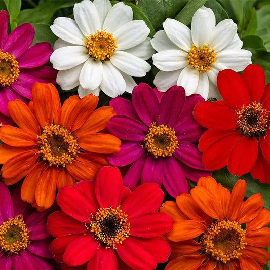 Park Seed Profusion AAS Mix Zinnia Seeds