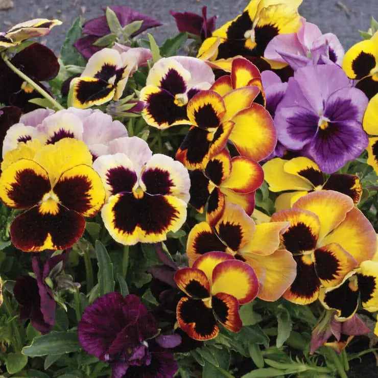 Park Seed 'Swiss Giants Mix' Pansy Heirloom Seeds