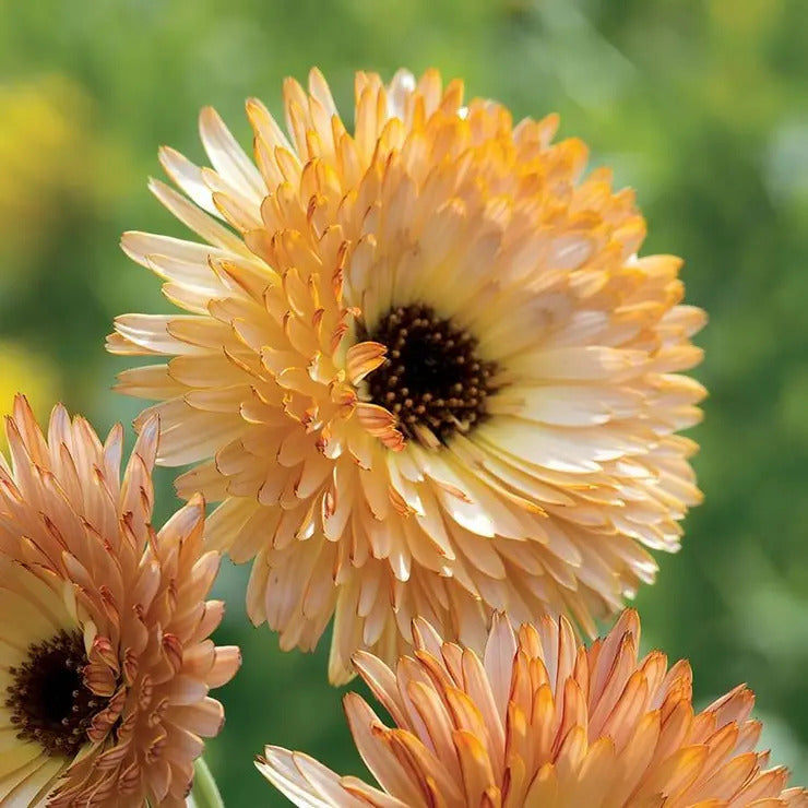 Park Seed 'Orange Flash' Calendula Seeds