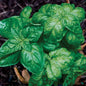 Park Seed Emily Organic Basil Seeds