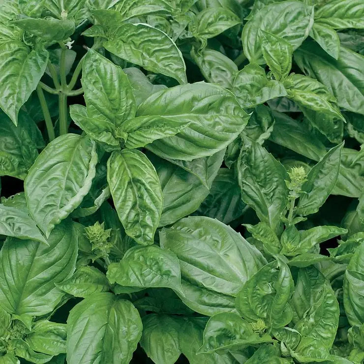 Park Seed Romanesco Basil Seeds