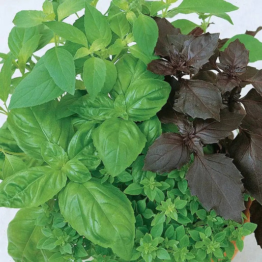 Park Seed Culinary Blend Basil Seeds