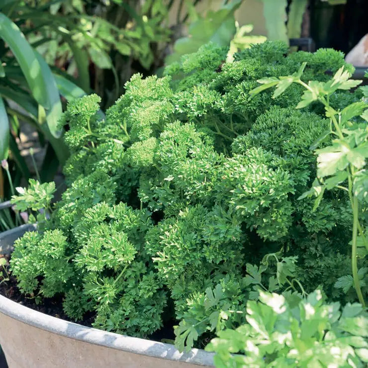 Park Seed Garden Blend Parsley Seeds