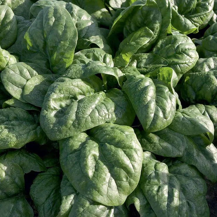 Park Seed Space F1 Organic Spinach Seeds