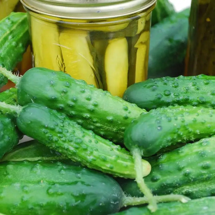 Park Seed Early Fortune Cucumber Seeds