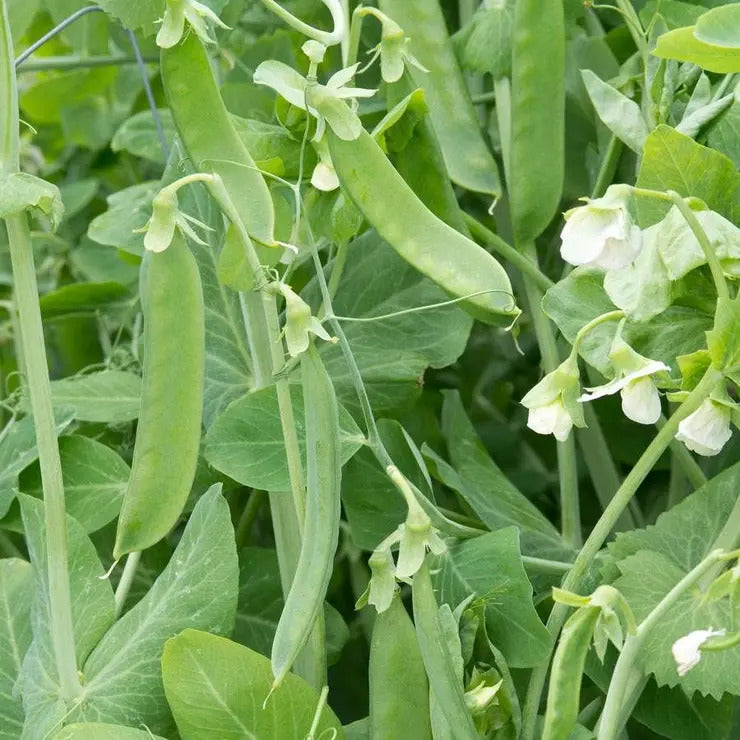 Park Seed 'Champion of England' Heirloom Pea Seeds